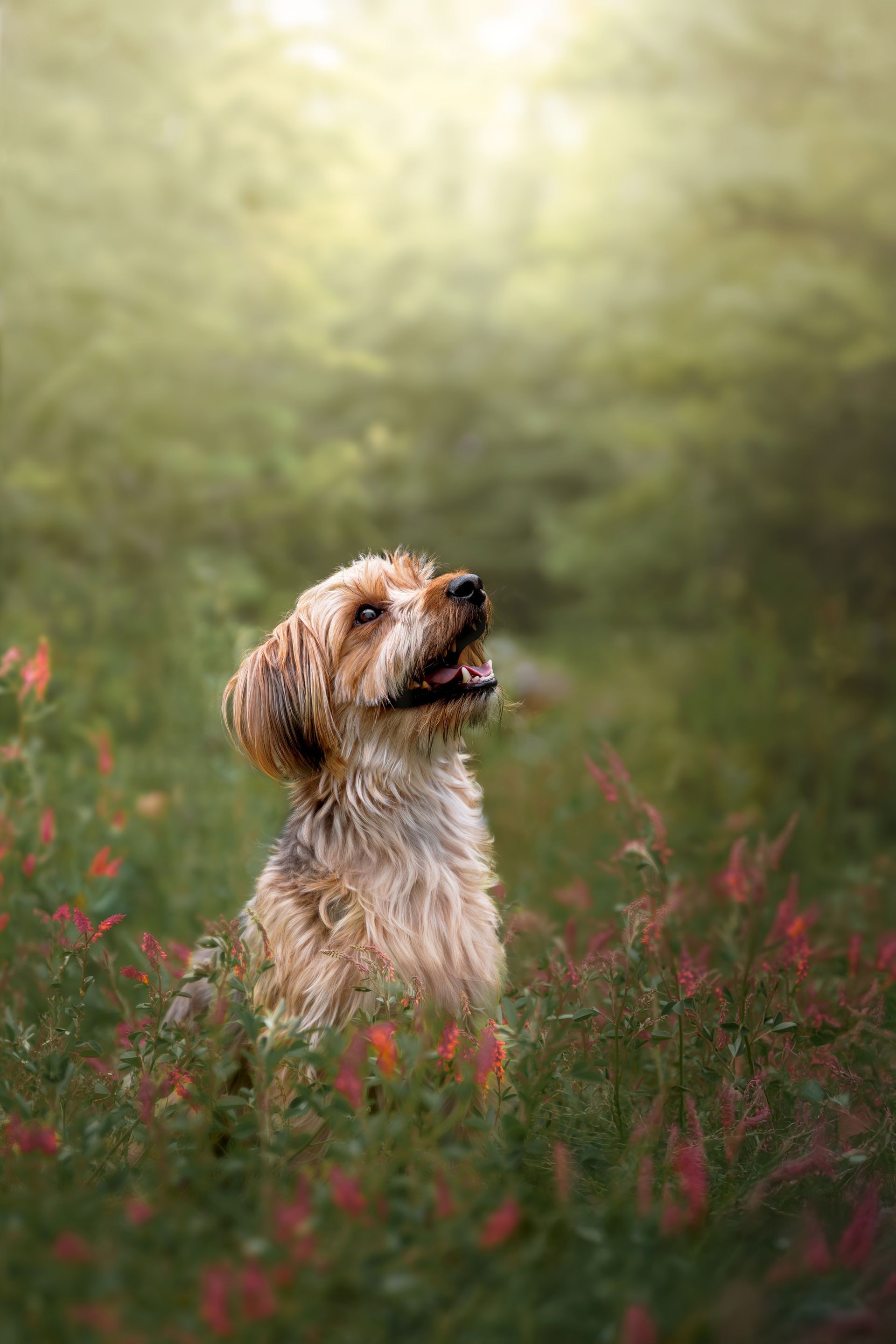 Dog photo in Summer in Alberta