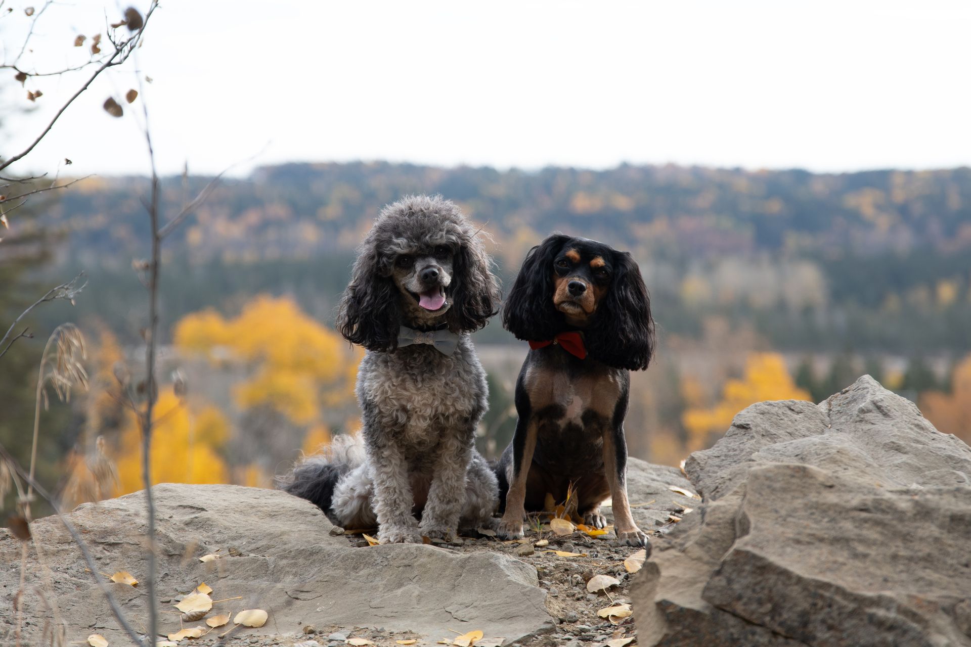Two dogs sitting together on a rock outdoors in Sundre, Alberta, captured during a professional dog photography session