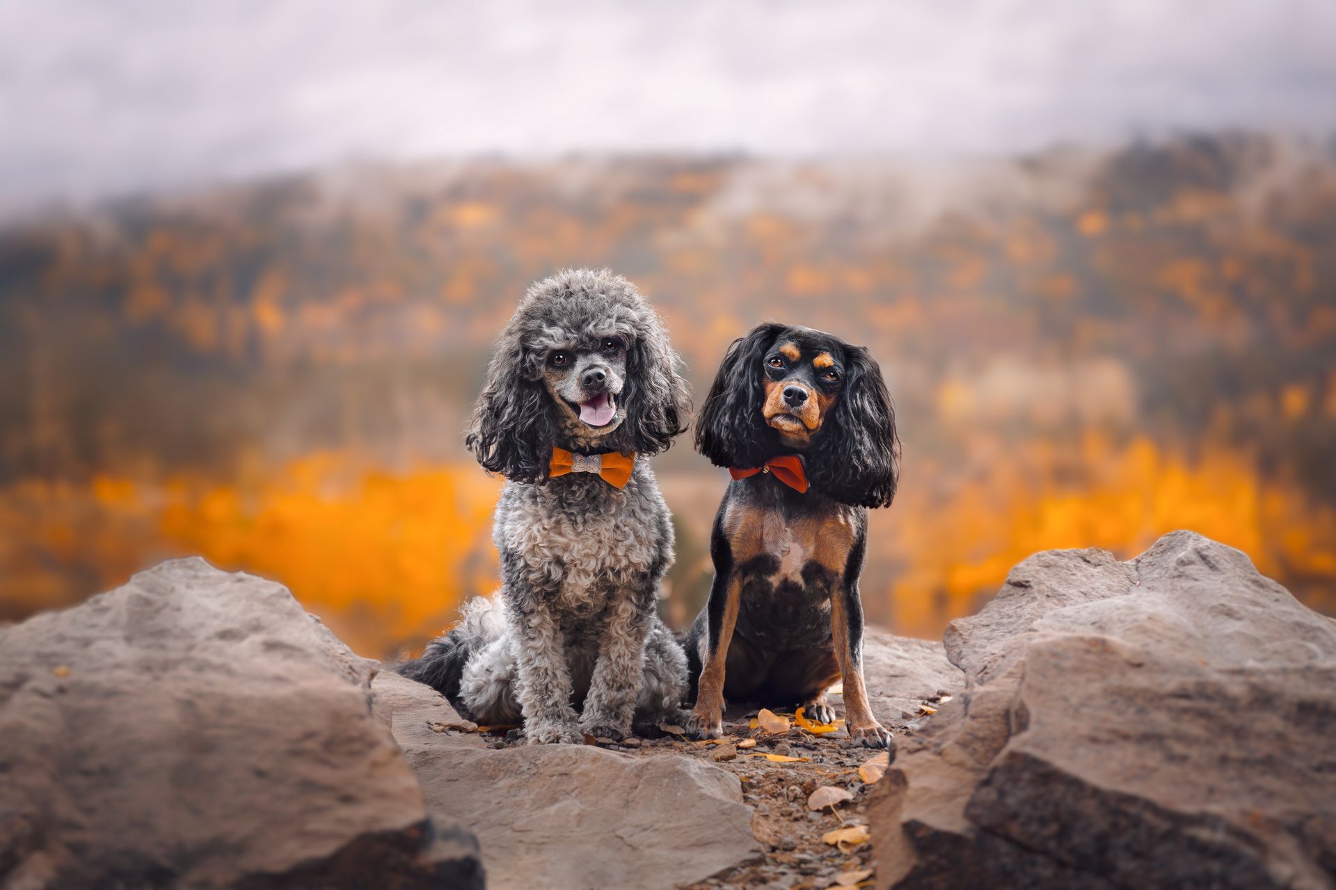 Two dogs sitting together on a rock outdoors in Sundre, Alberta, captured during a professional dog photography session