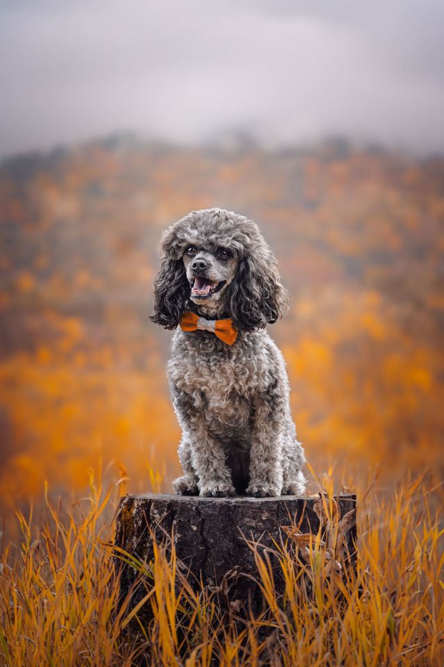 Small dog sitting on a log outdoors in Sundre, Alberta, captured during a professional dog photography session