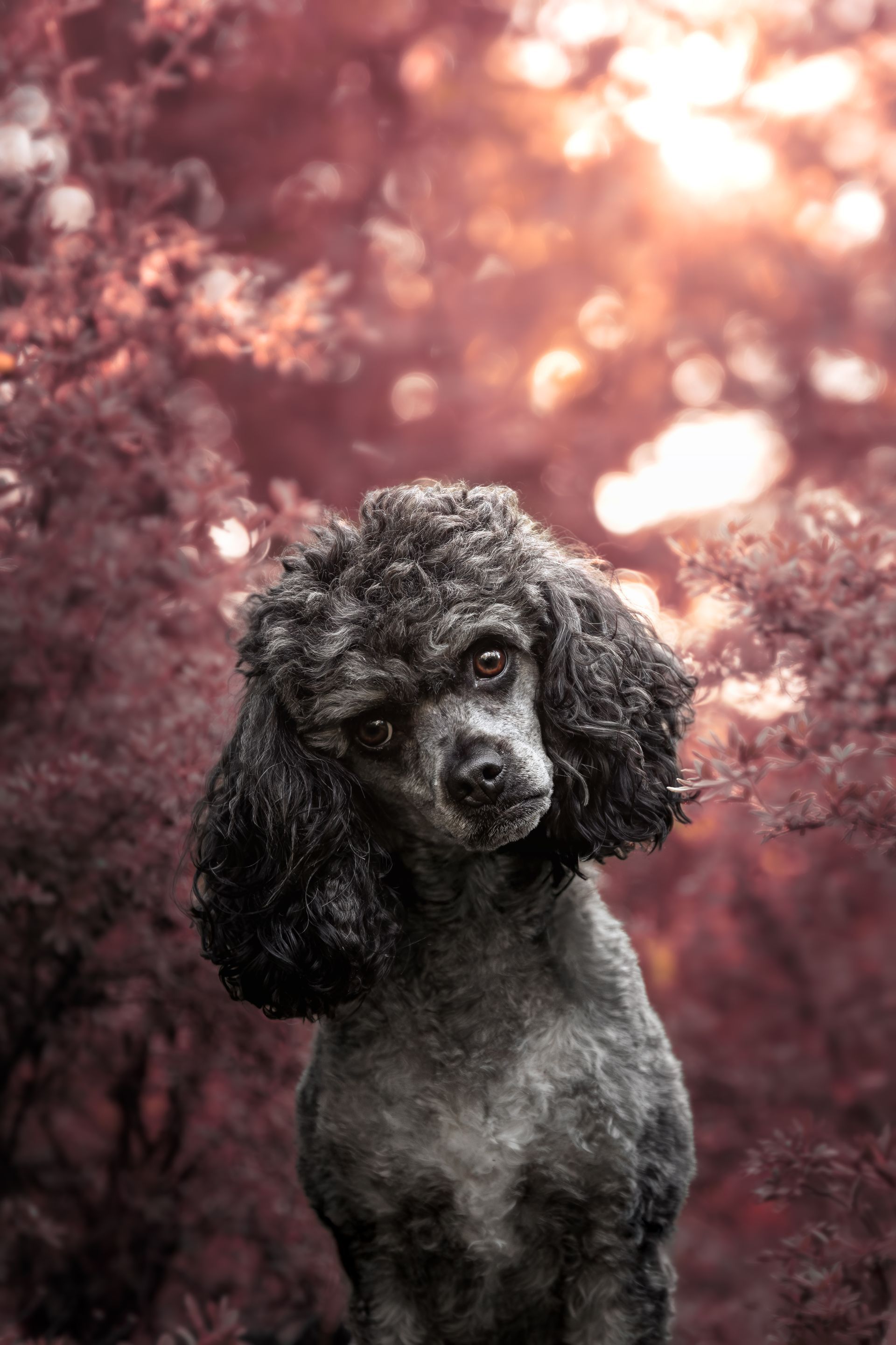 Two dogs sitting together on a rock outdoors in Sundre, Alberta, captured during a professional dog photography session
