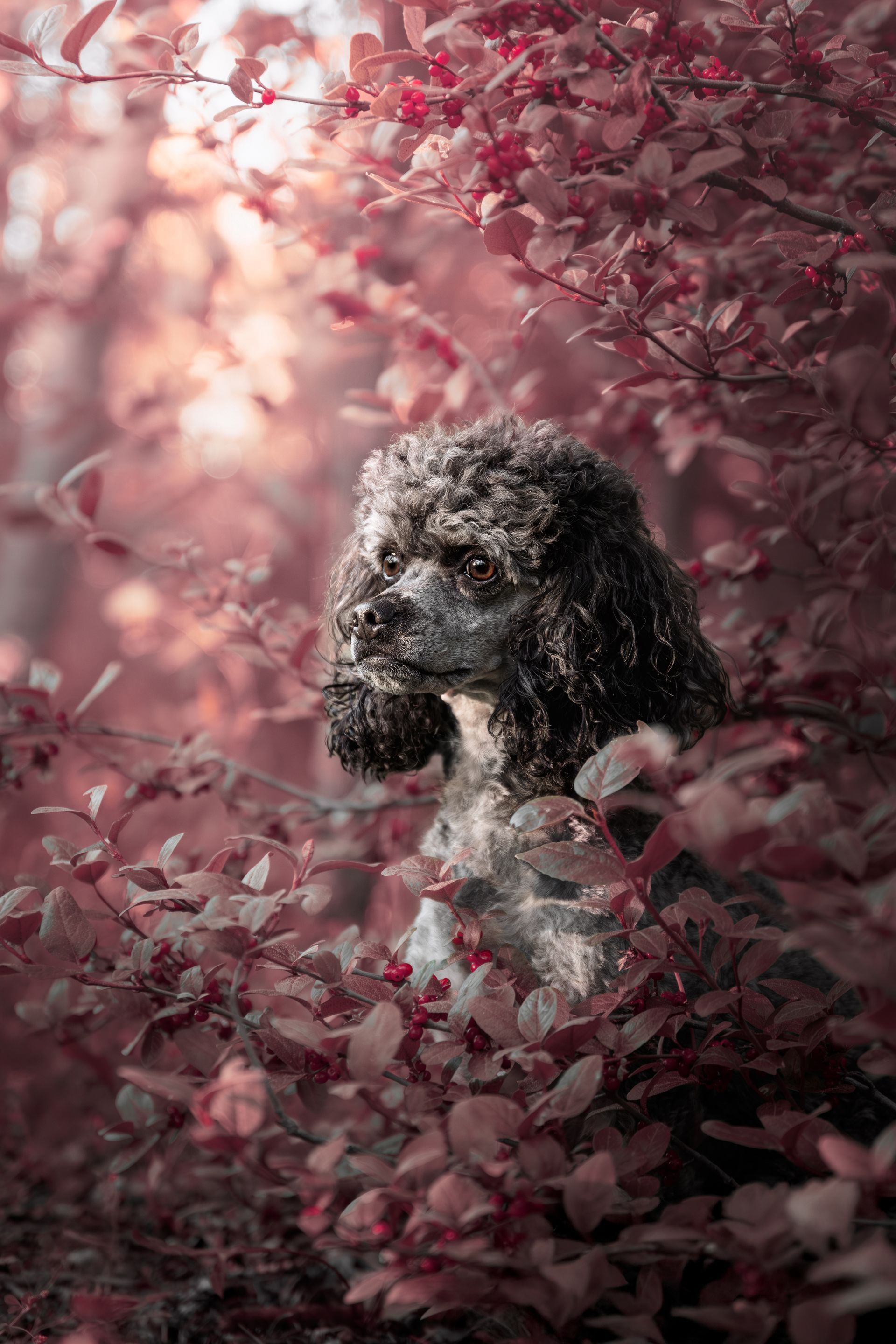 Dog photo in Spring in Alberta