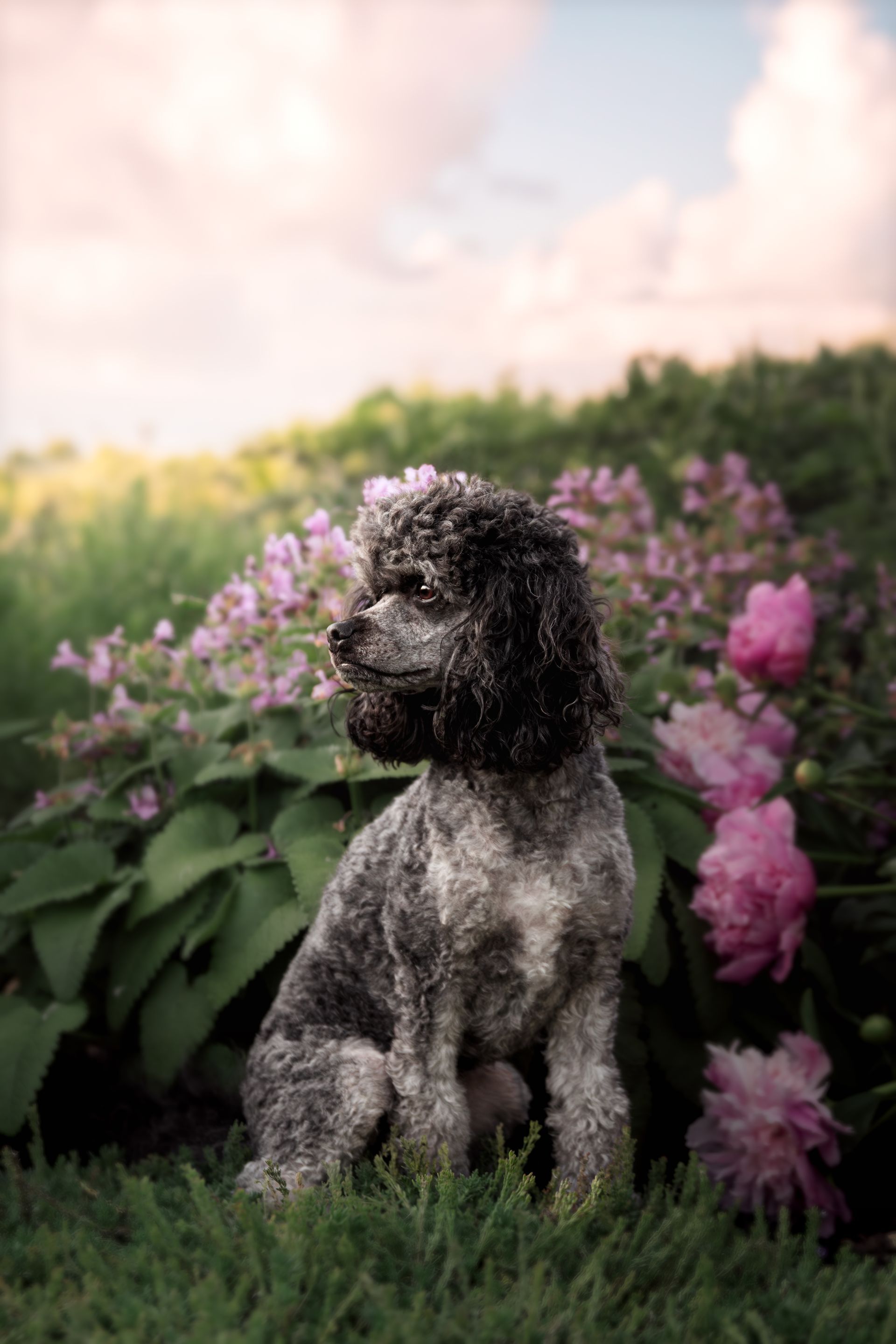 Dog photo in Spring in Alberta