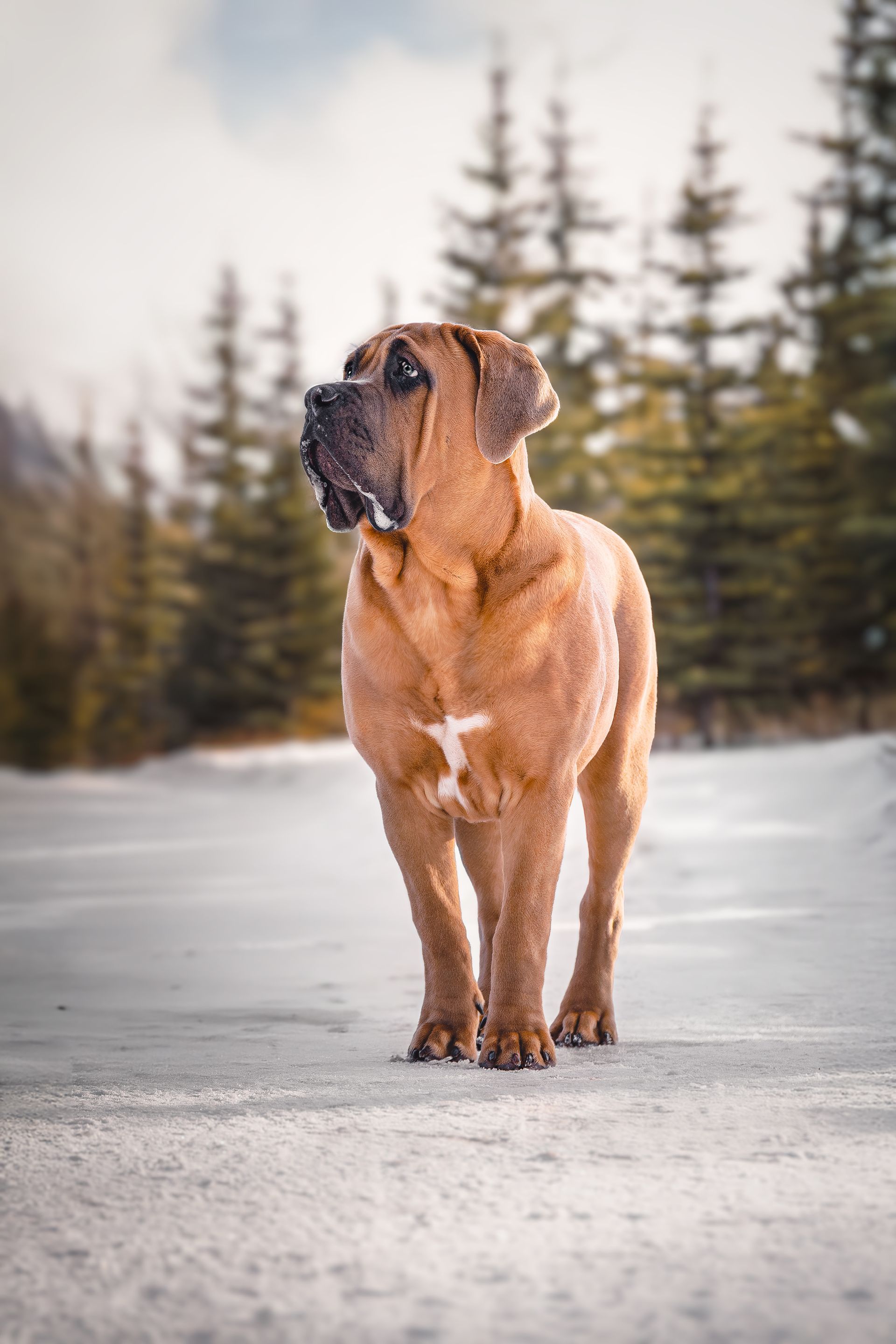Dog photo in Fall in Alberta