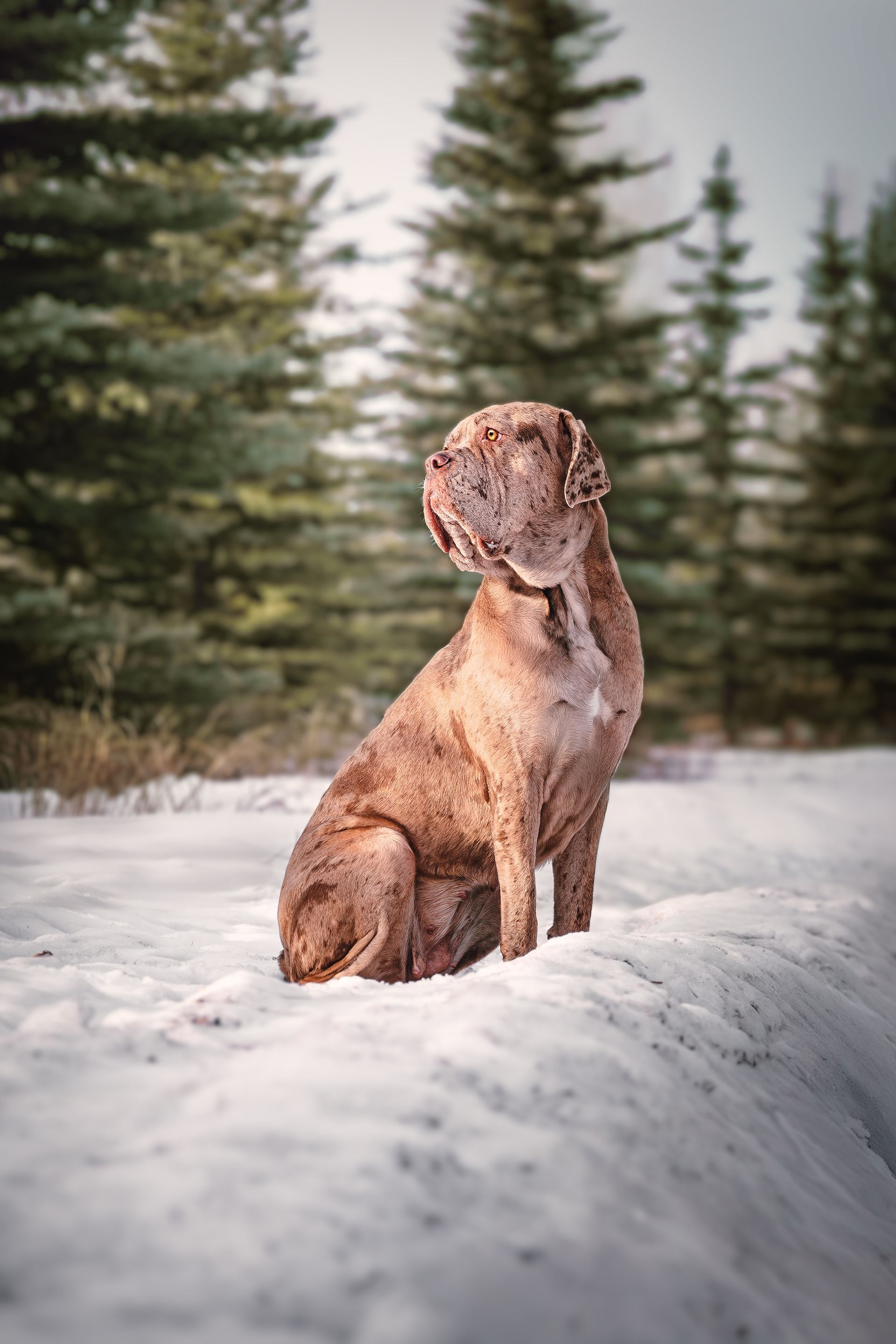 Dog photo in Fall in Alberta