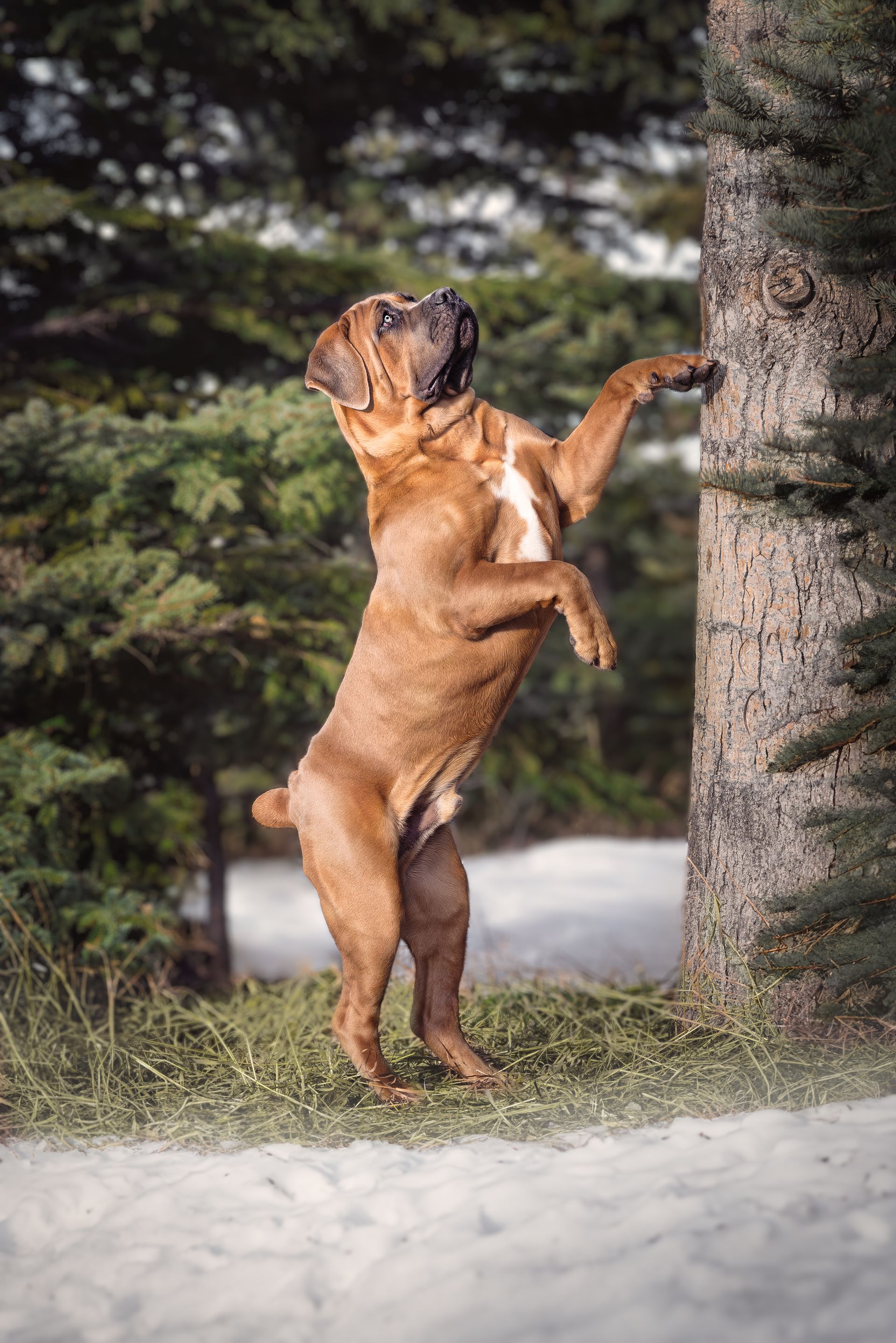 Dog photo in Fall in Alberta