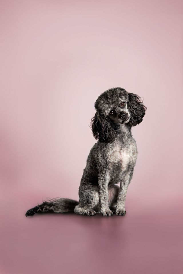 Small Cavapoo indoors during a professional dog photography session, showcasing cozy indoor photo options in Calgary.