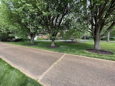 A row of trees along a sidewalk in a park.