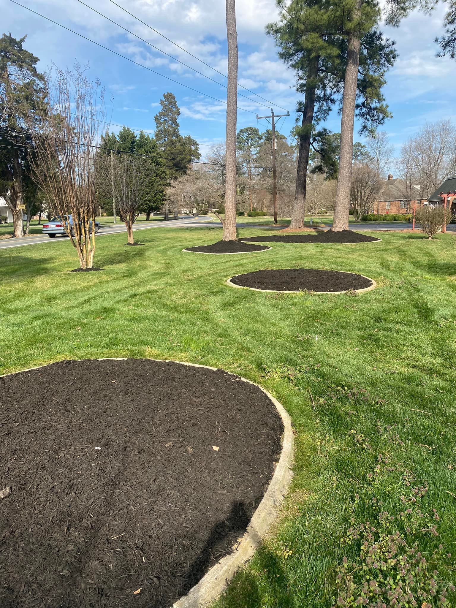 A lush green lawn with circles of mulch and trees in the background.