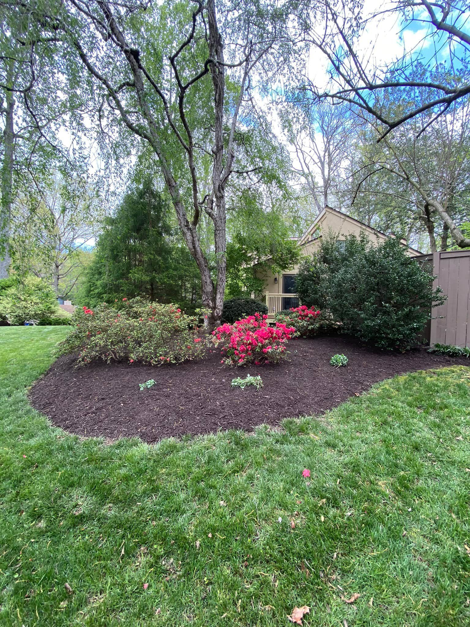 A lush green lawn with a fence and trees in the background.