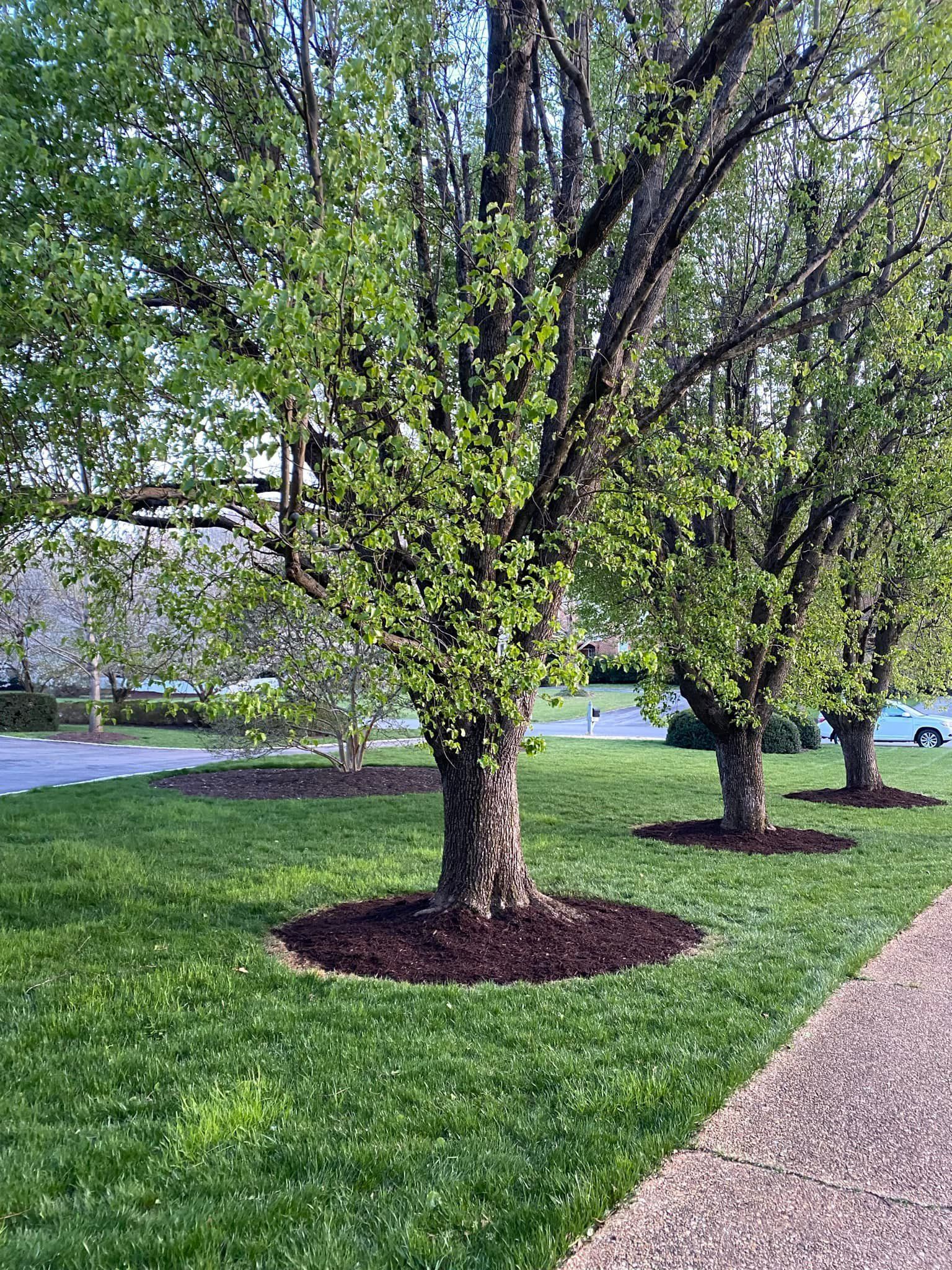 A row of trees in a lush green park next to a sidewalk.