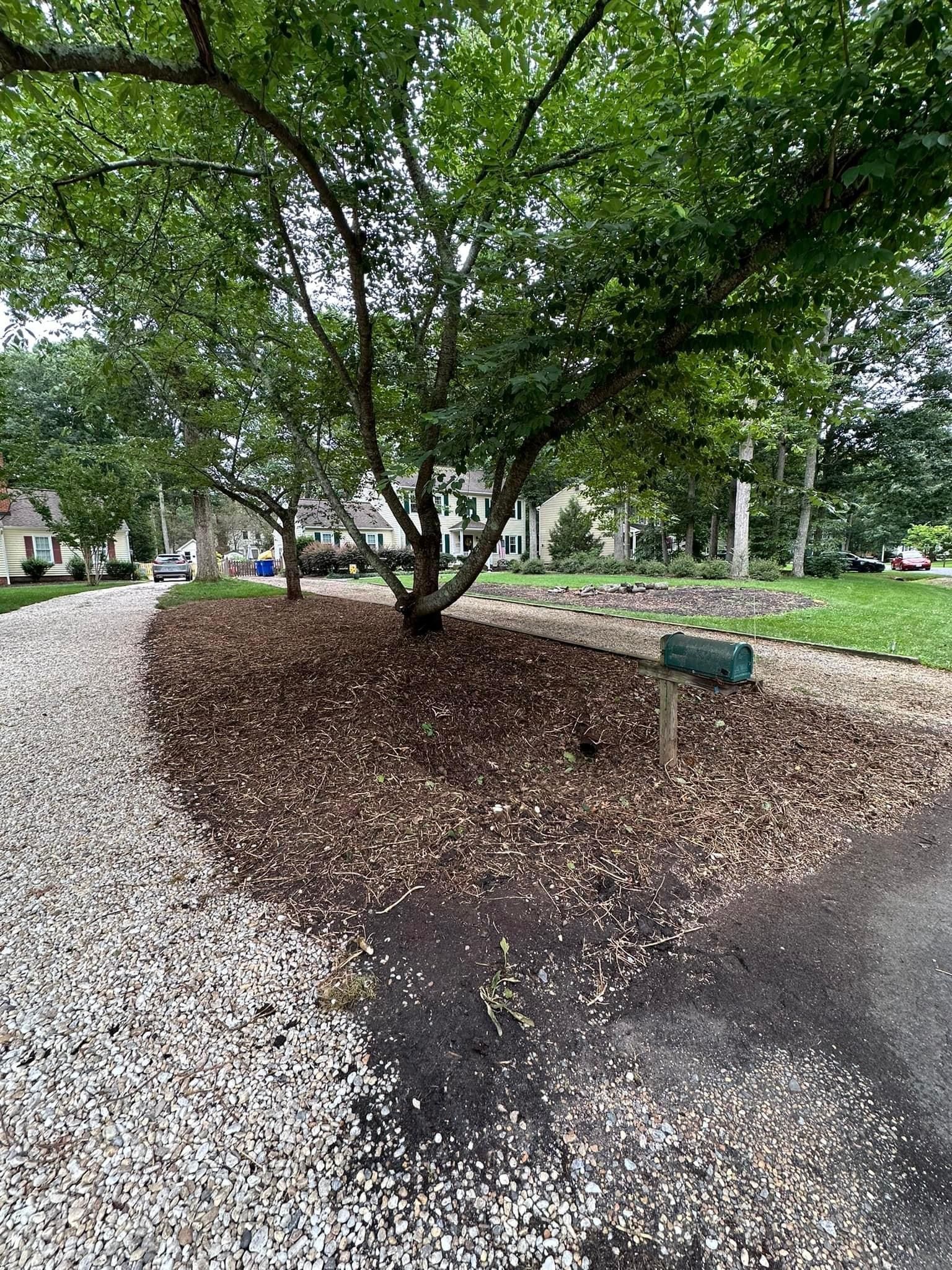 A tree in the middle of a driveway next to a mailbox.