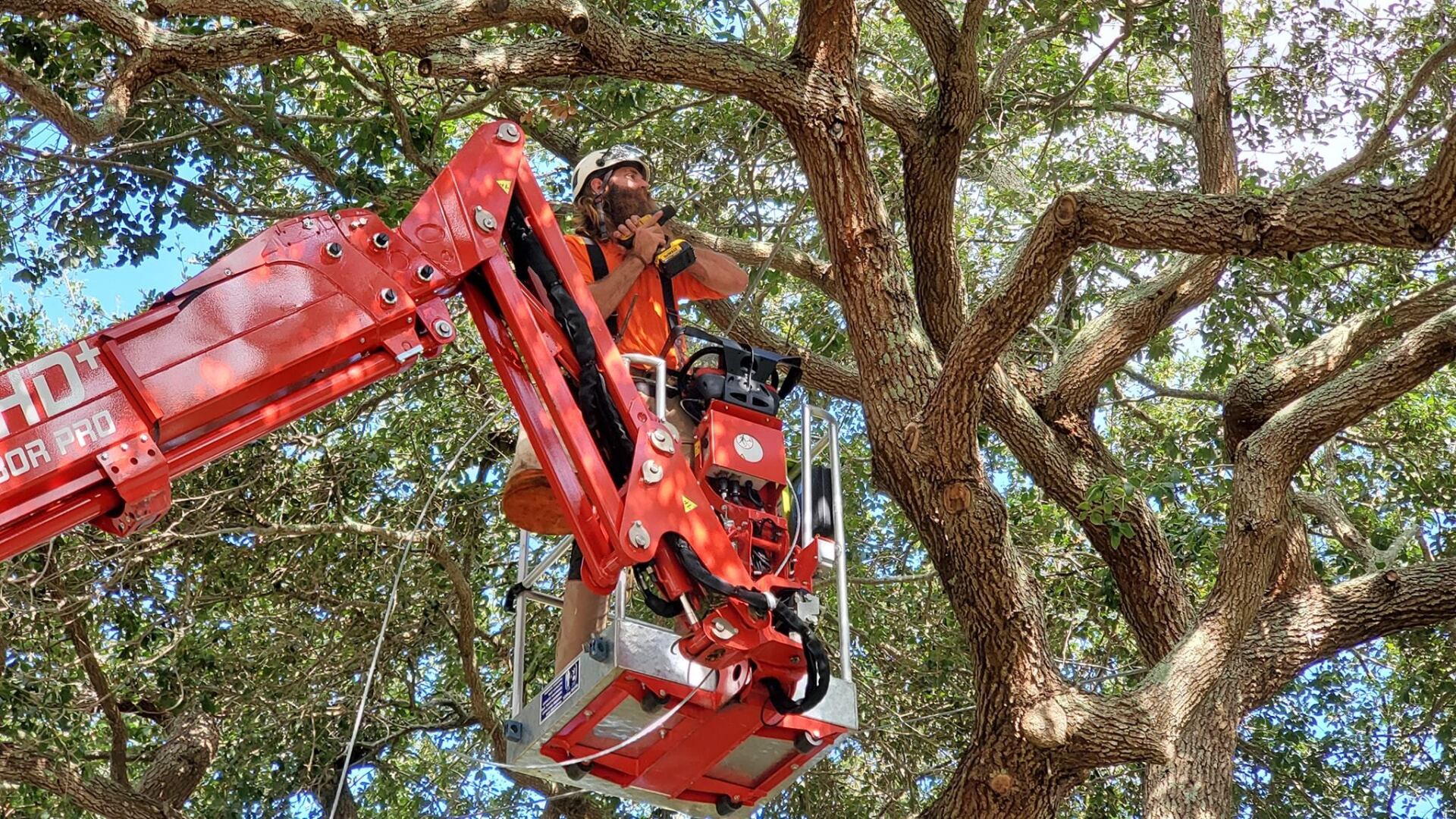 Lealman Florida Tree Health Care Arborist