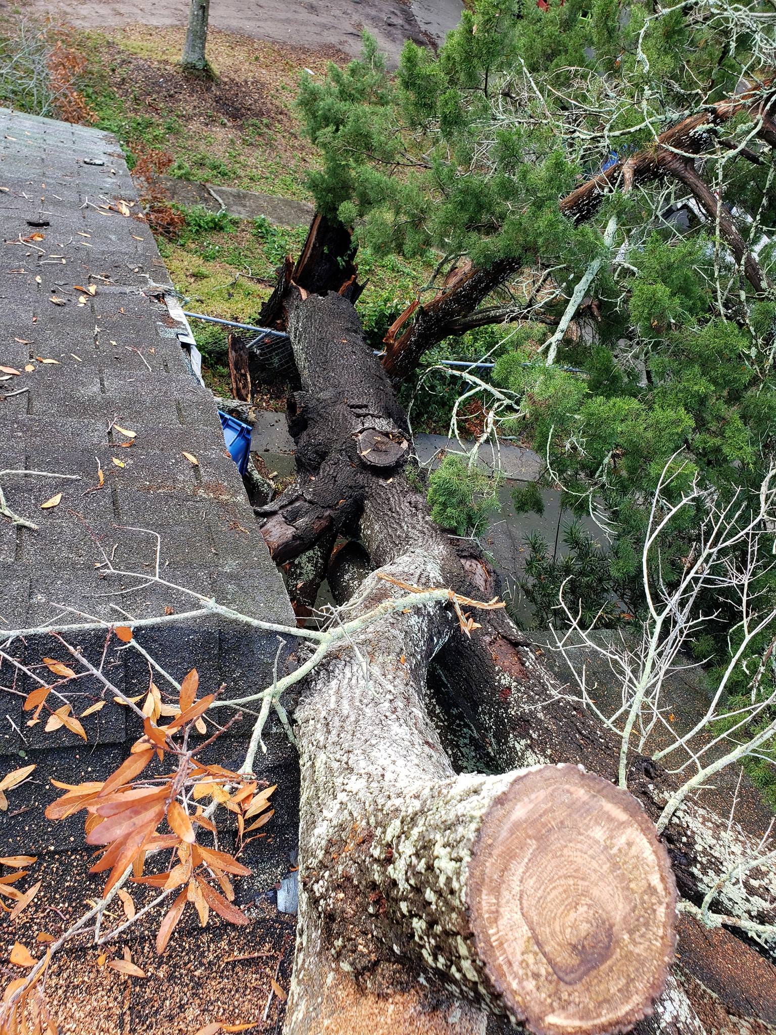 Tampa Bay Tree Removal Service