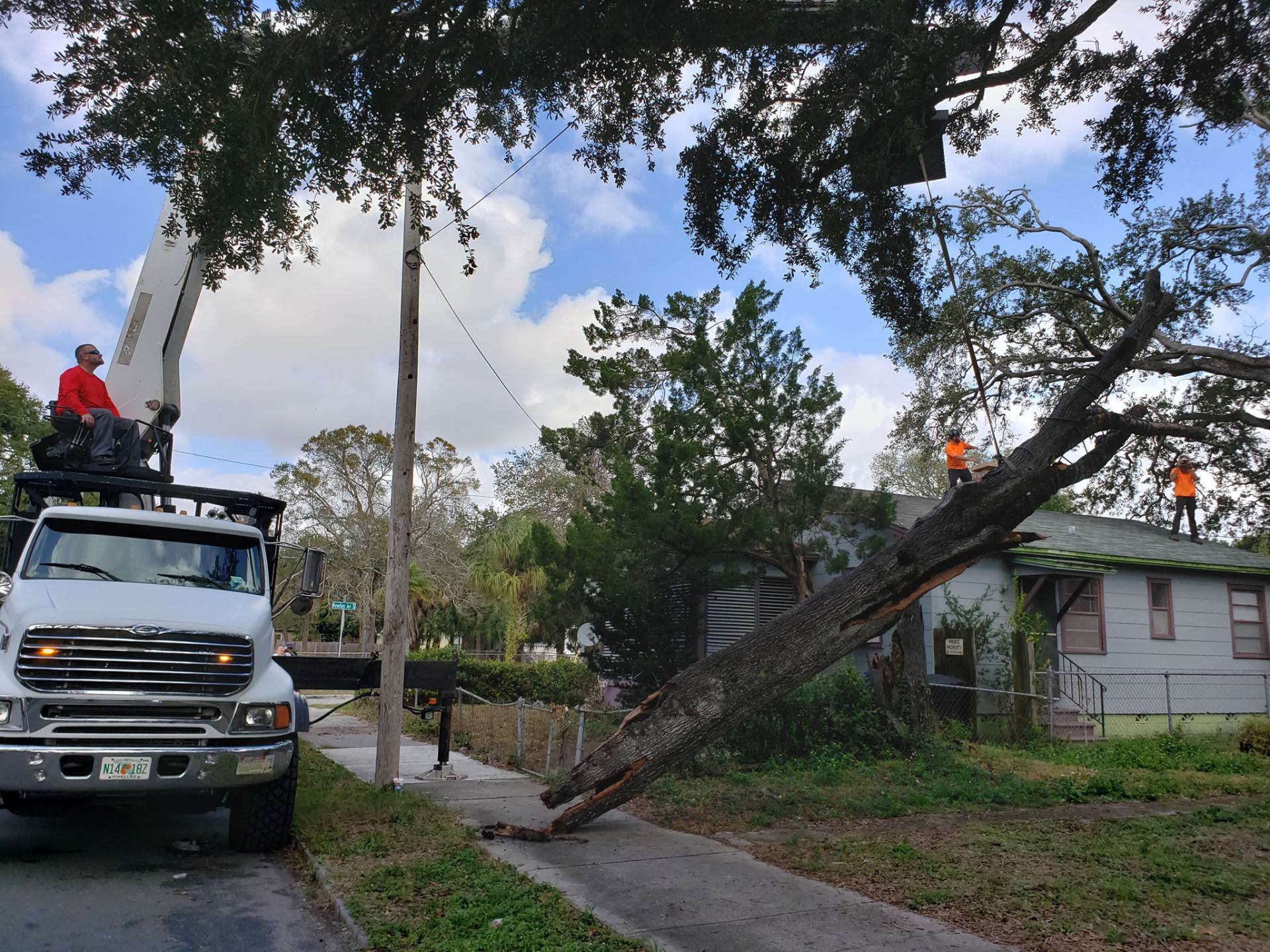 Pinellas Tree Removal Service