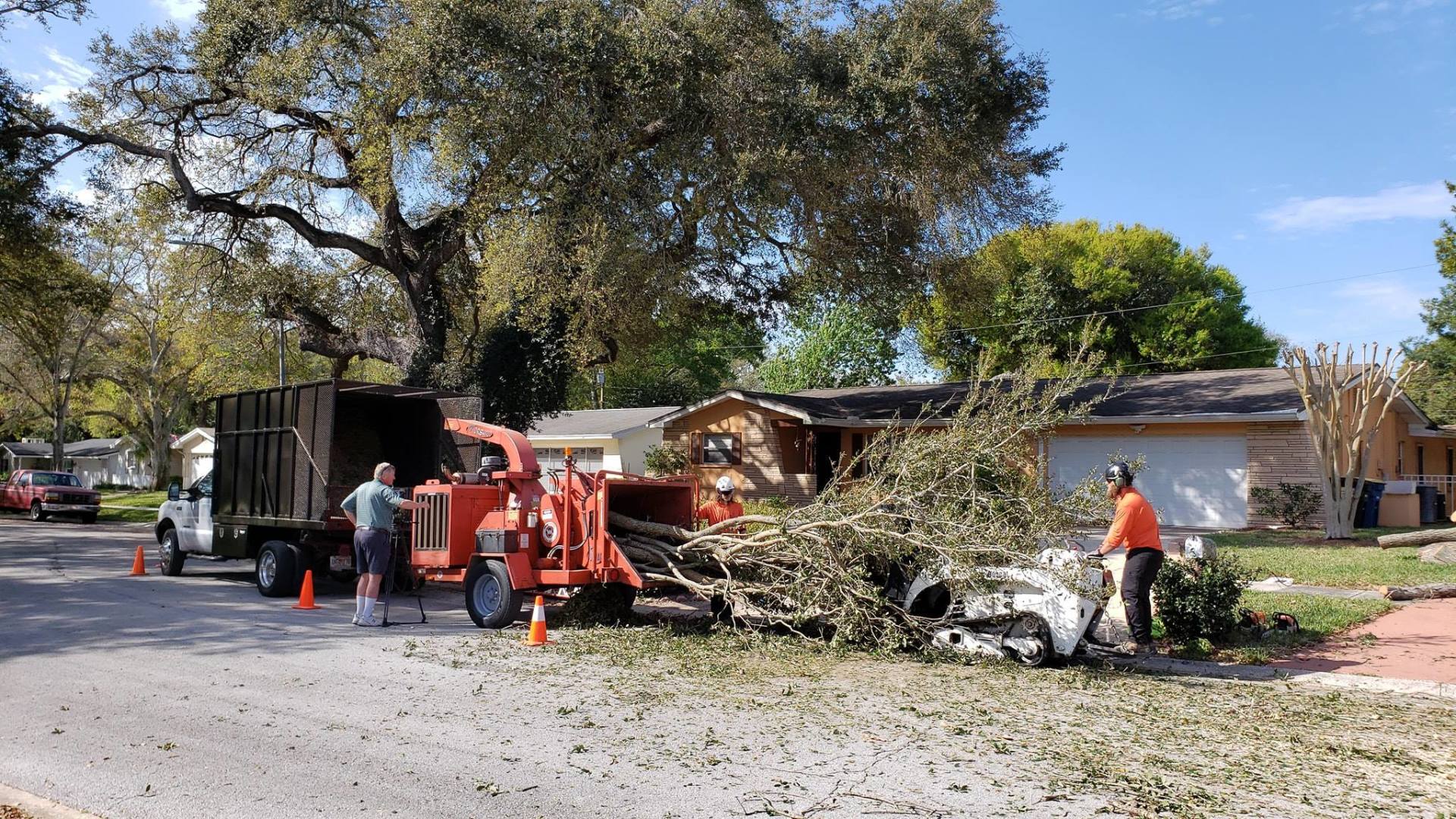 Tampa Bay Tree Removal Company