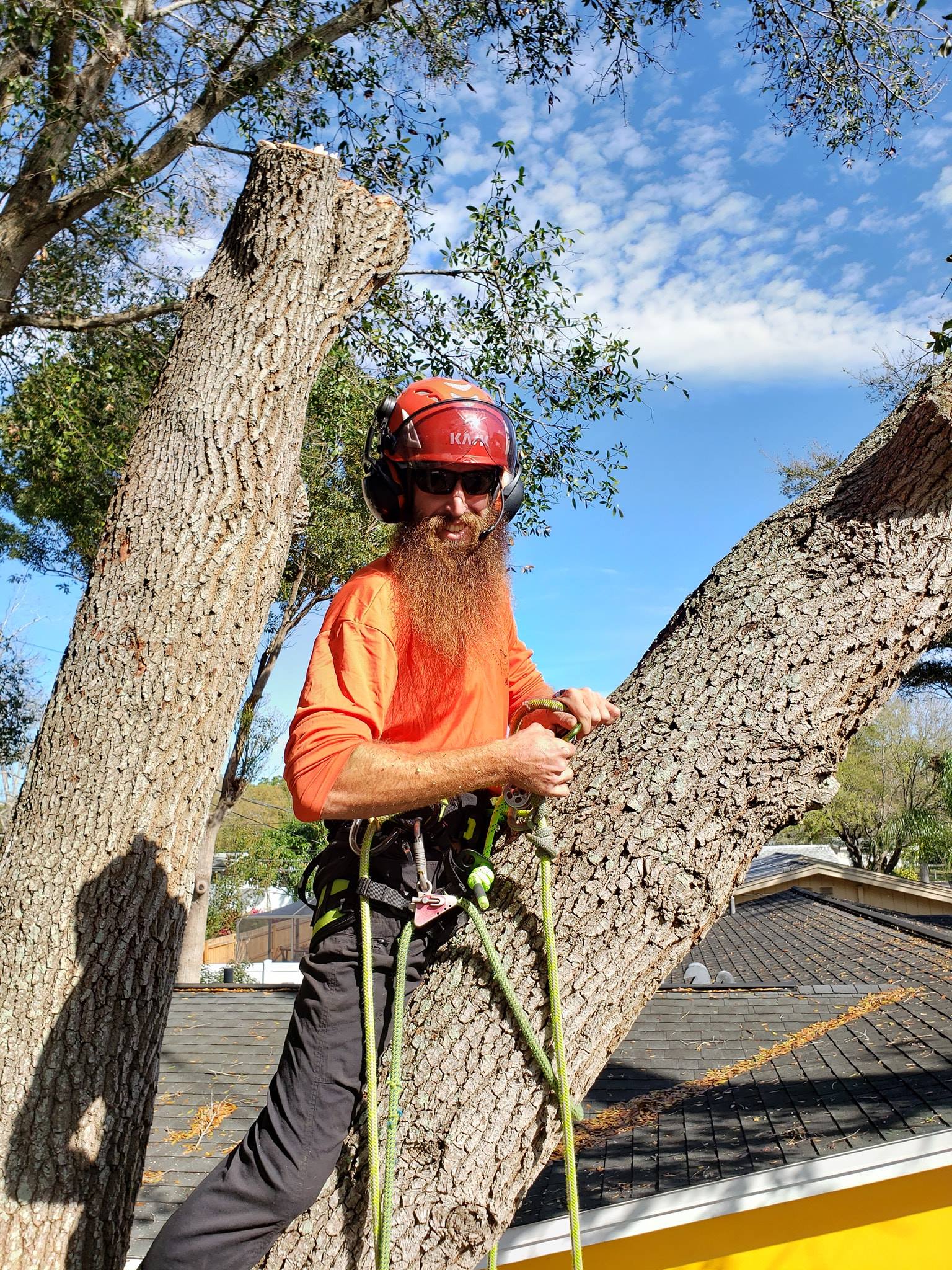 Tree Removal Tampa Bay Pinellas