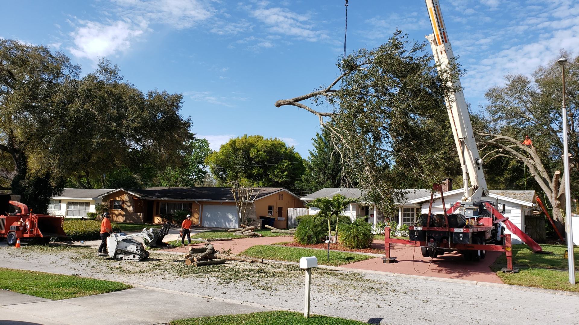 Tampa Bay Tree Removal