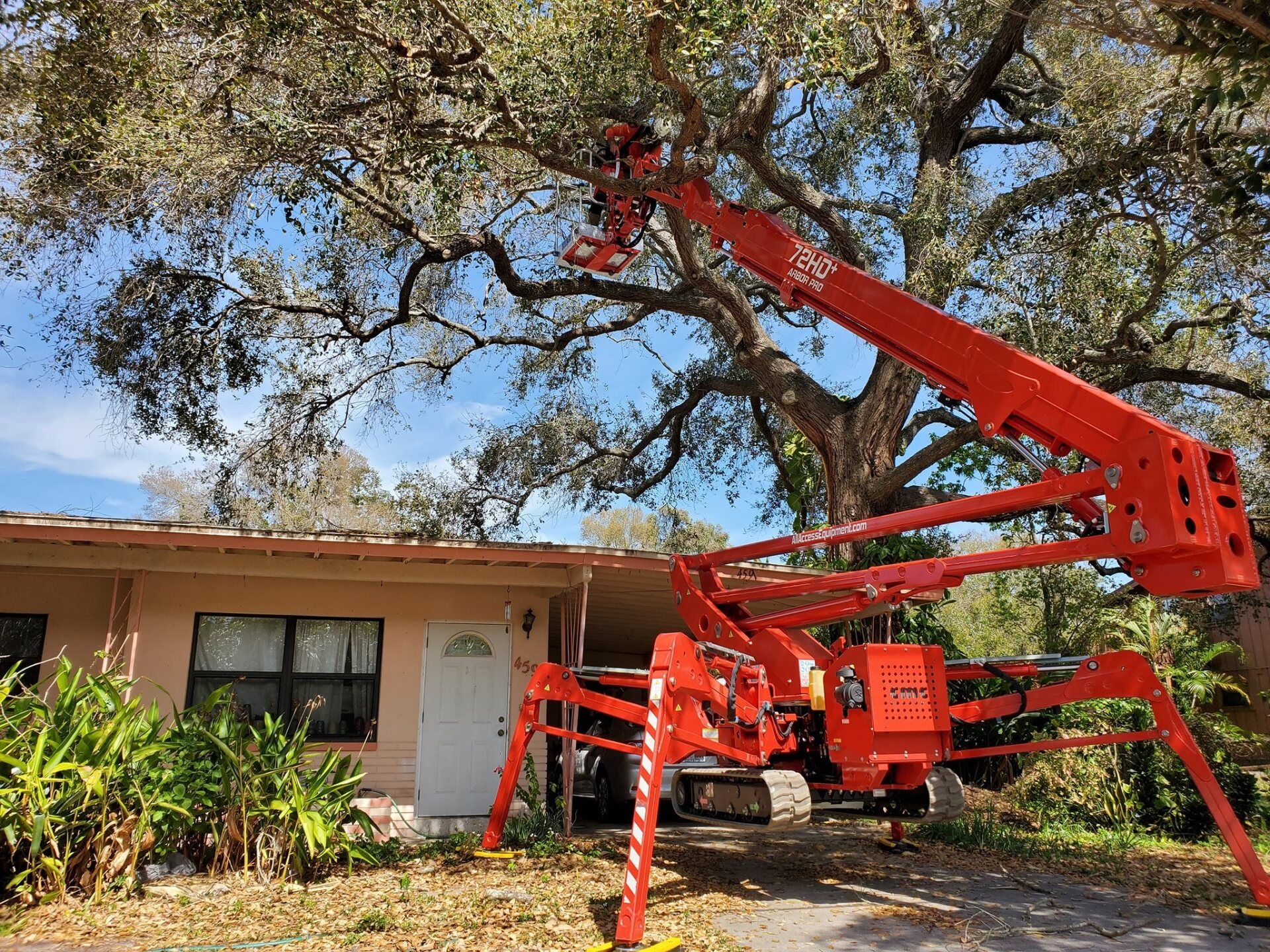 Clearwater Arborist Tree Health Care