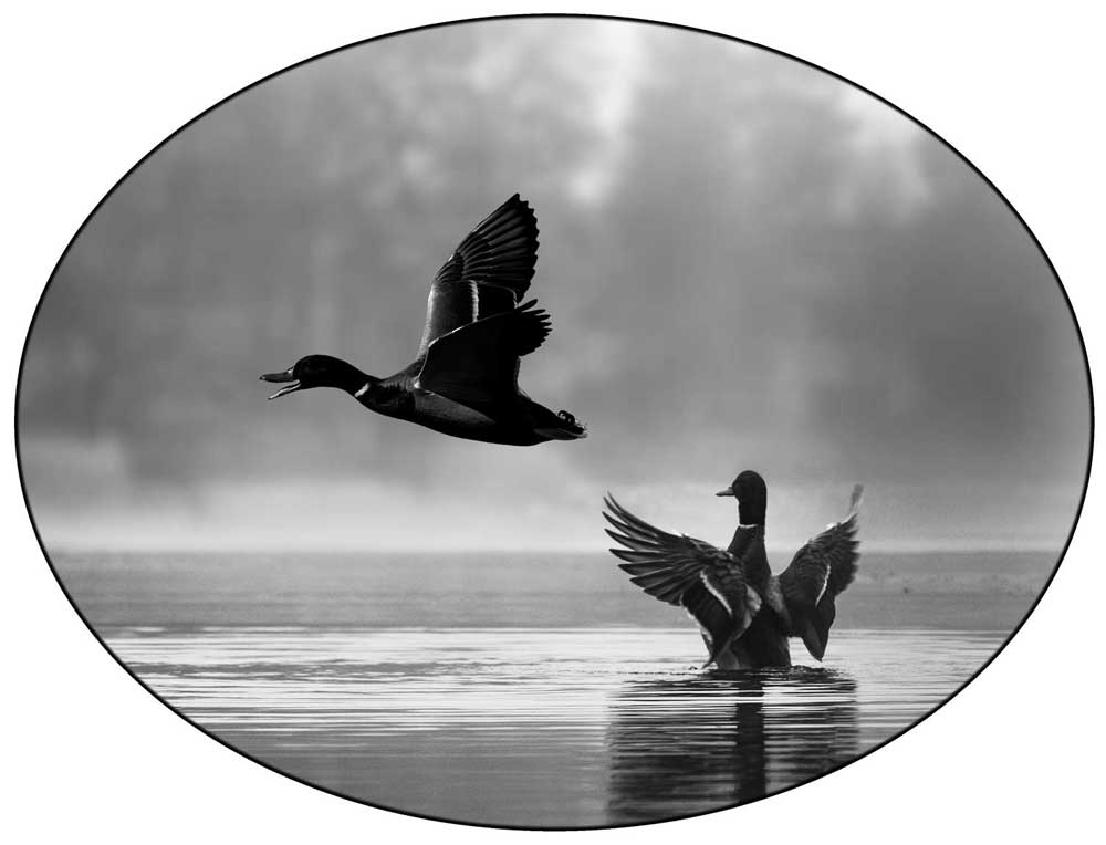 black and white duck art for safe or vault door