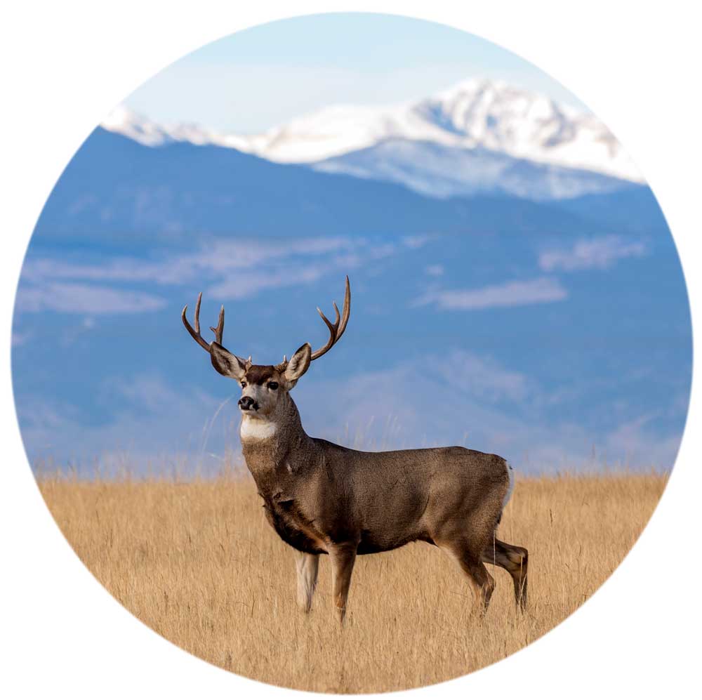 deer custom wildlife art for safes and vault doors