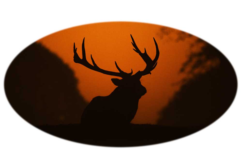 Elk Art for safe or vault door