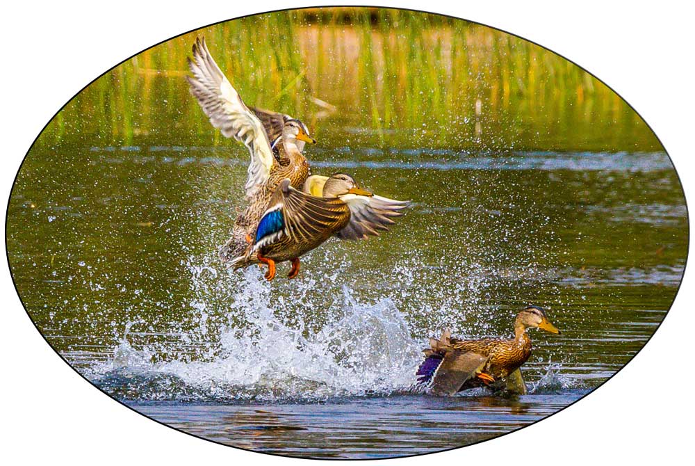 ducks in water art for safe or vault door