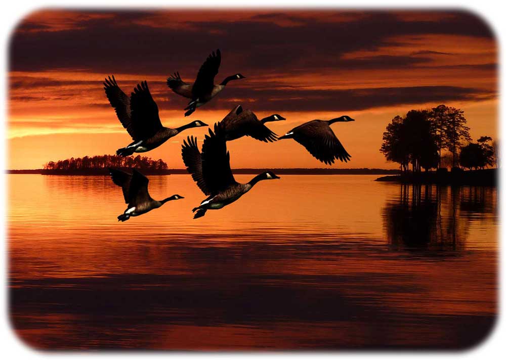 custom art for safes and vault doors geese in flight