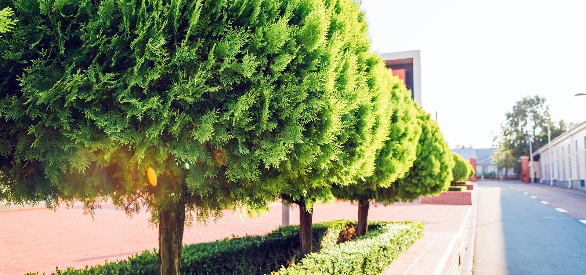 Row of trimmed green trees along a walkway, with a road and buildings in the background.