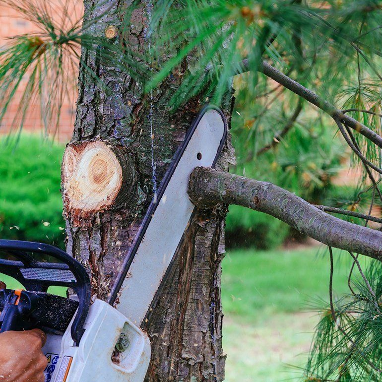 Cutting Trees Using A Chainsaw — Jerome, ID — 4 Seasons Tree Service