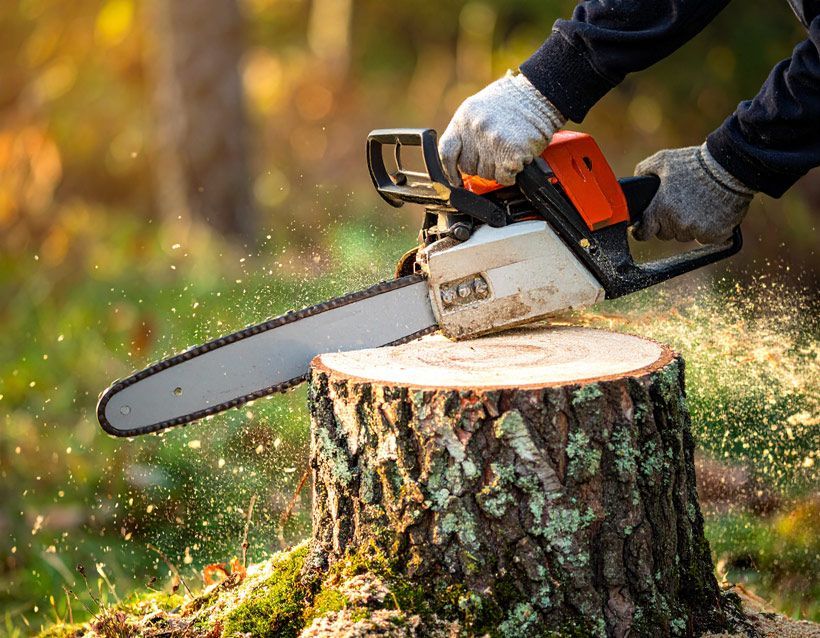 Chainsaw cutting a tree stump outdoors, with wood chips flying.