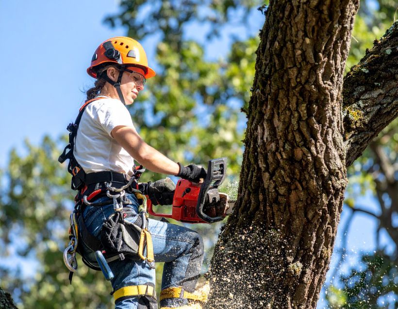 Arborist in safety gear, using a chainsaw to cut a tree branch. Sawdust flies.