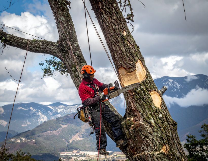 Arborist cutting a tree limb with a chainsaw, secured by ropes. Mountains in background.