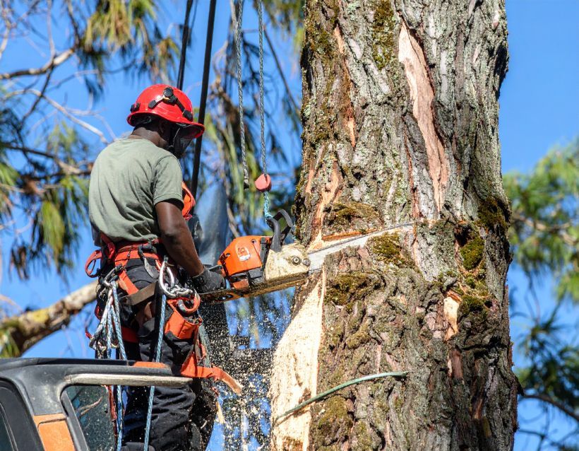 Arborist using a chainsaw on a tall tree, wearing safety gear and harness.