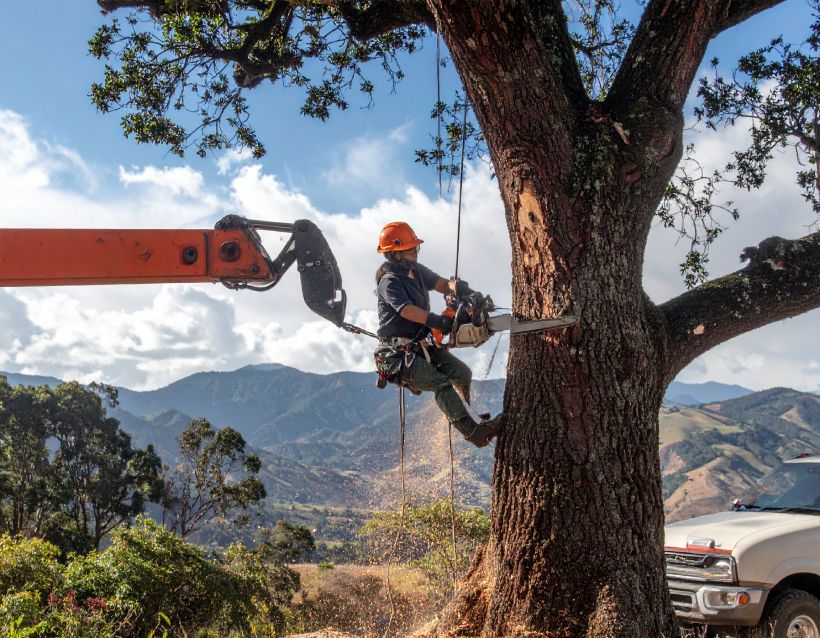 Arborist in orange helmet using a chainsaw to trim a large tree branch, with a lift and a truck visible in a mountainous landscape.