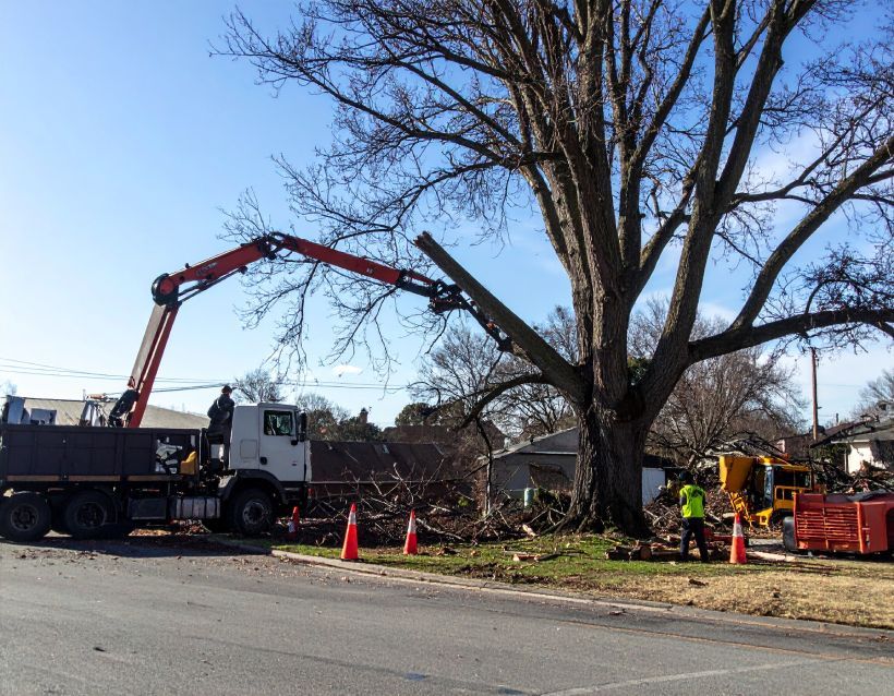 Truck with crane trimming a large tree on a street; worker in safety vest.