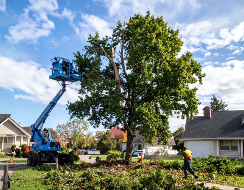 Tree trimming: blue lift cuts tree branches, worker gathers debris on a lawn with houses in the background.