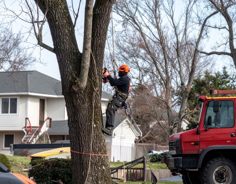 Arborist in orange helmet and harness cutting a tree with a chainsaw, near a red truck.