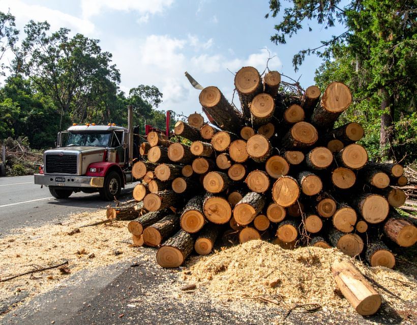 Pile of freshly cut logs beside a road; a truck is approaching.