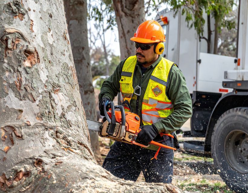 Arborist cutting a tree with a chainsaw, wearing protective gear. Outdoors, near a truck.