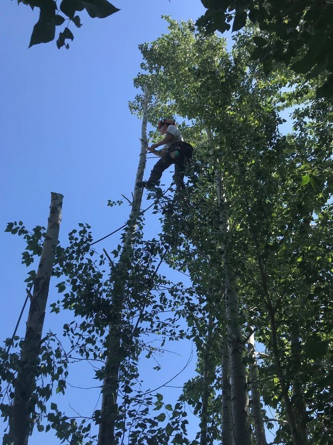 A person climbs a tall tree with ropes and tools under a bright blue sky.