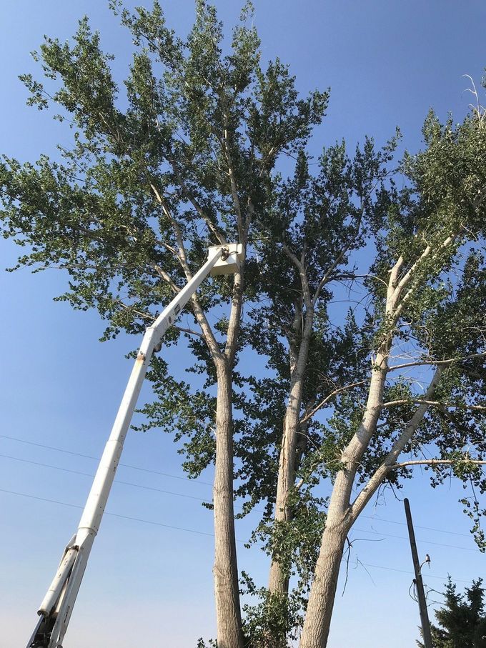A tree being trimmed by a lift, against a clear blue sky.