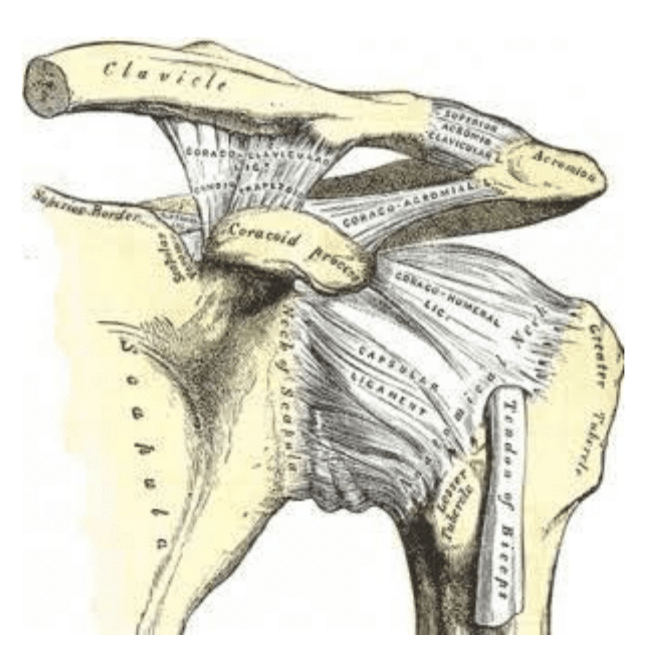 The Shoulder