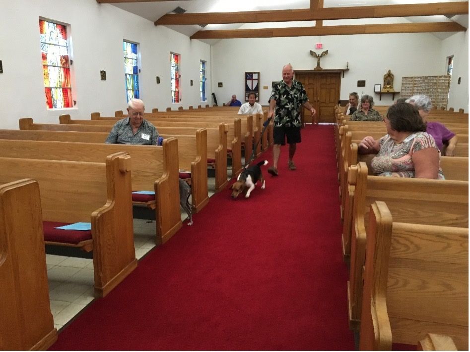 A dog is walking down the aisle of a church