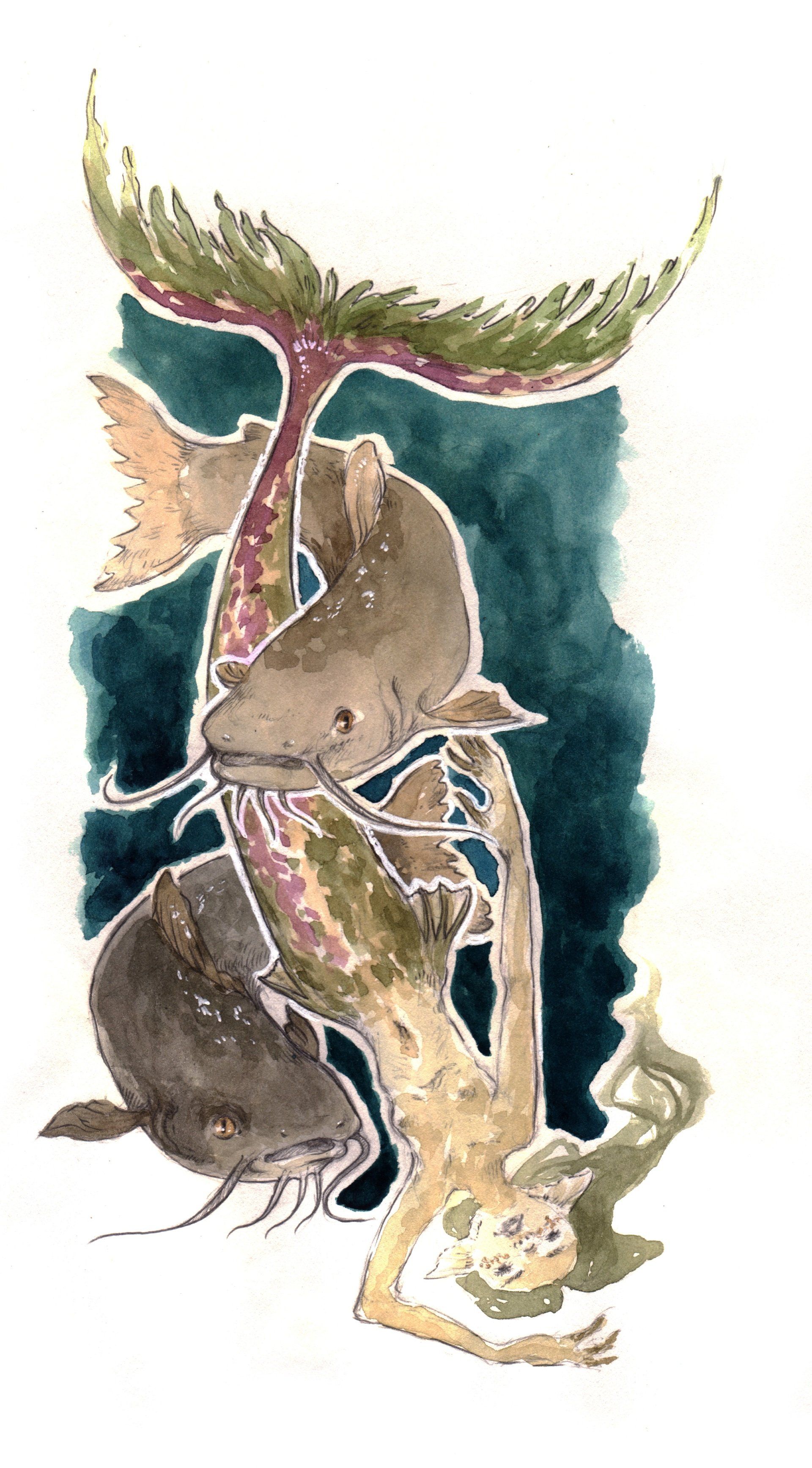 Mariella Fahr Illustration Meerjungfrau Fische