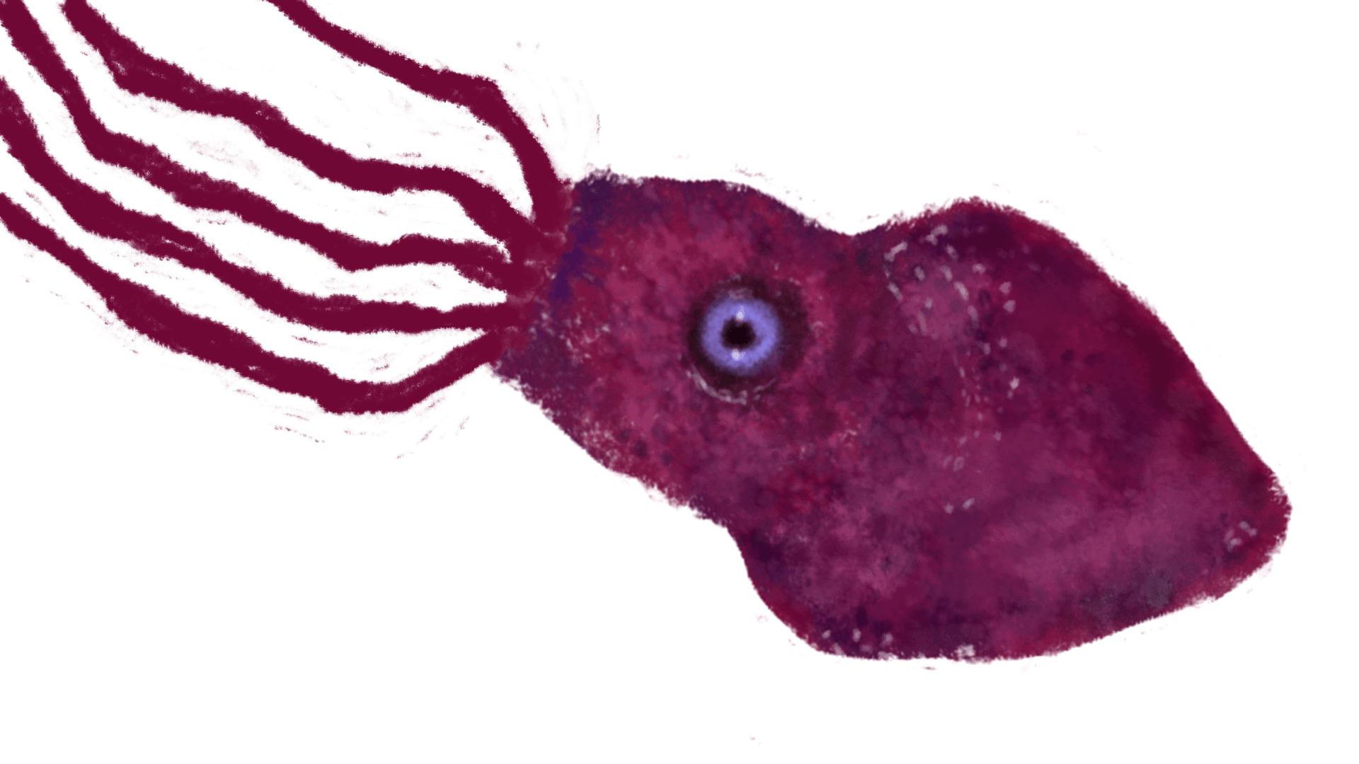 Mariella Fahr Animation Tiefsee Tintenfisch Kalmar