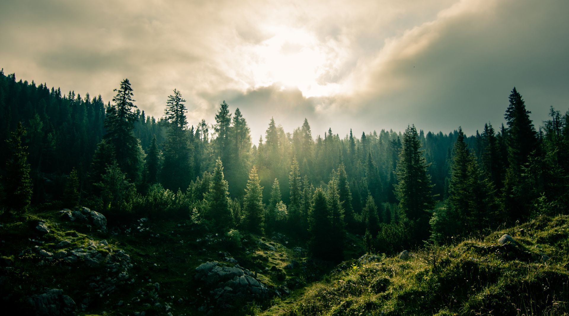 the sun is shining through the clouds in the forest