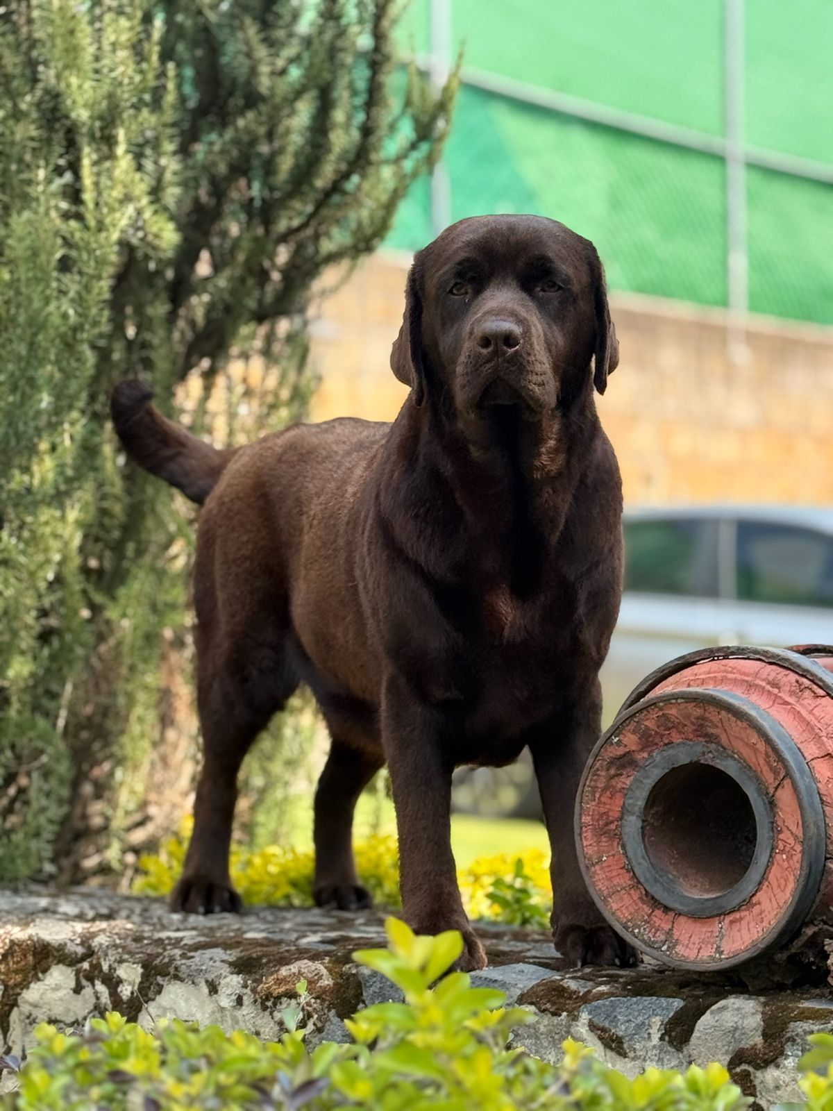 labrador retriever en mexico