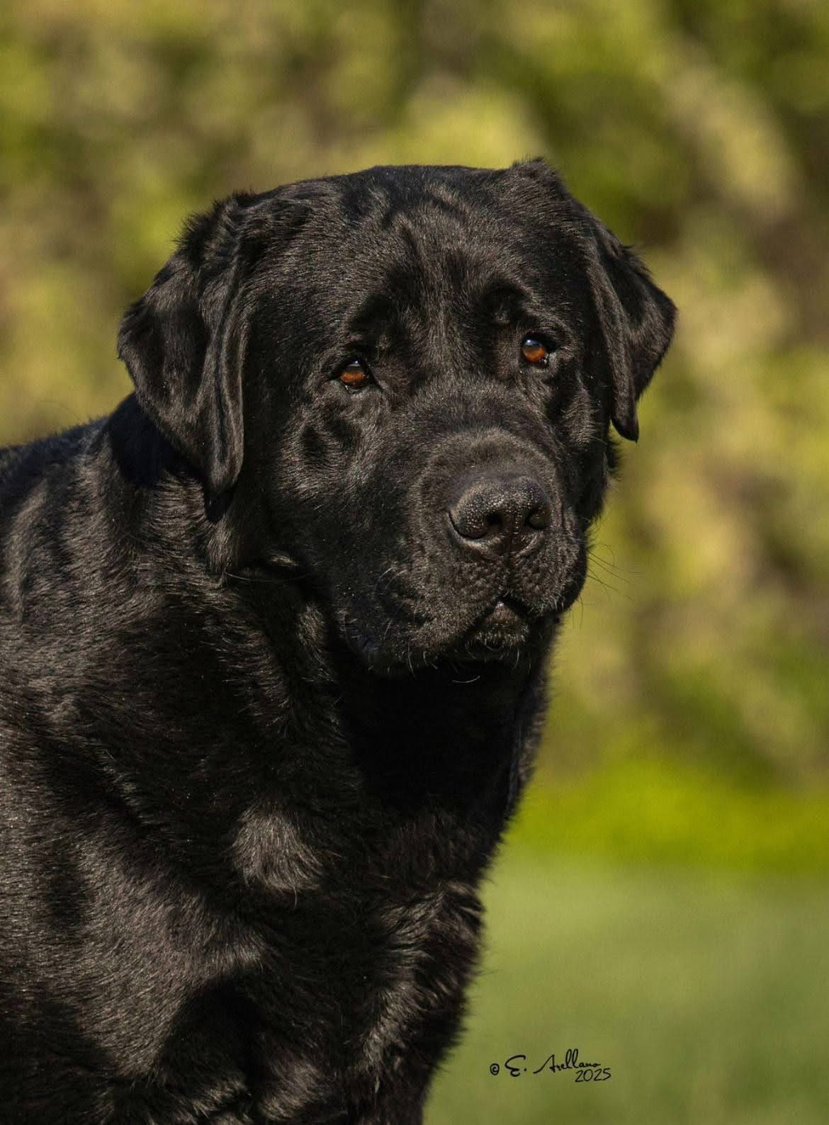 labrador retriever en venta