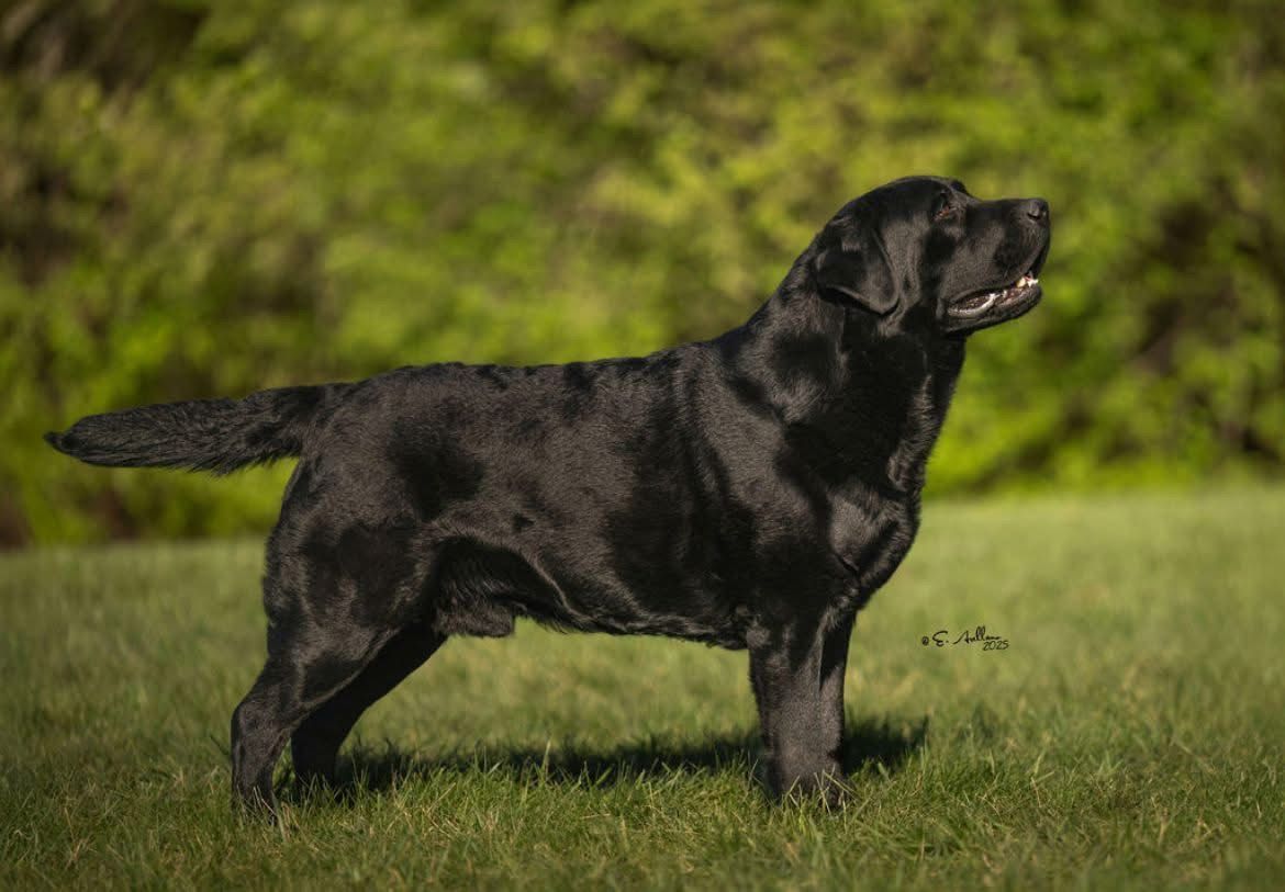 labrador retriever en venta